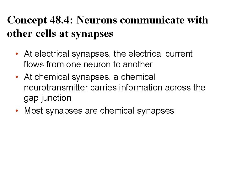 Concept 48. 4: Neurons communicate with other cells at synapses • At electrical synapses,