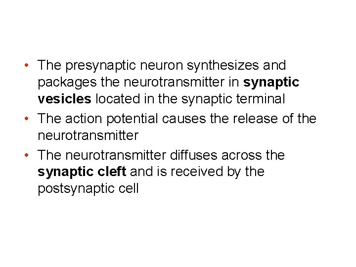 • The presynaptic neuron synthesizes and packages the neurotransmitter in synaptic vesicles located