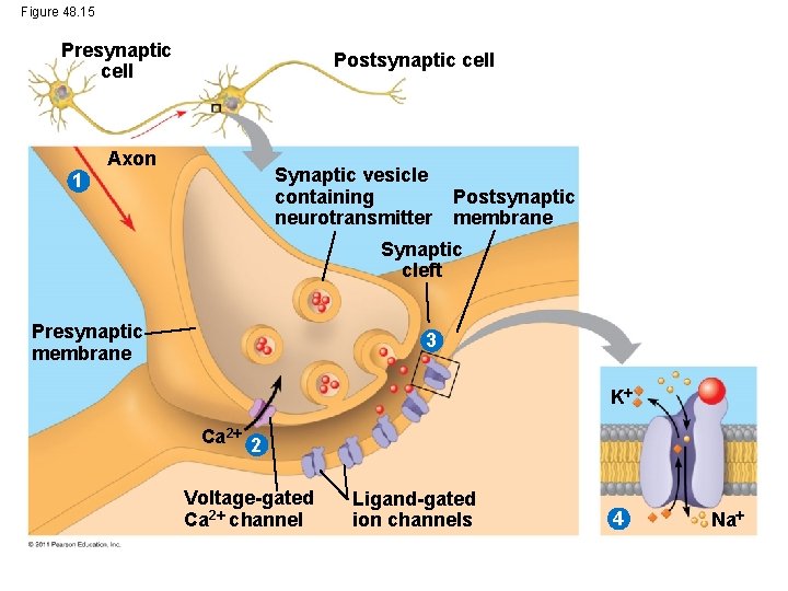 Figure 48. 15 Presynaptic cell Postsynaptic cell Axon Synaptic vesicle containing neurotransmitter 1 Postsynaptic