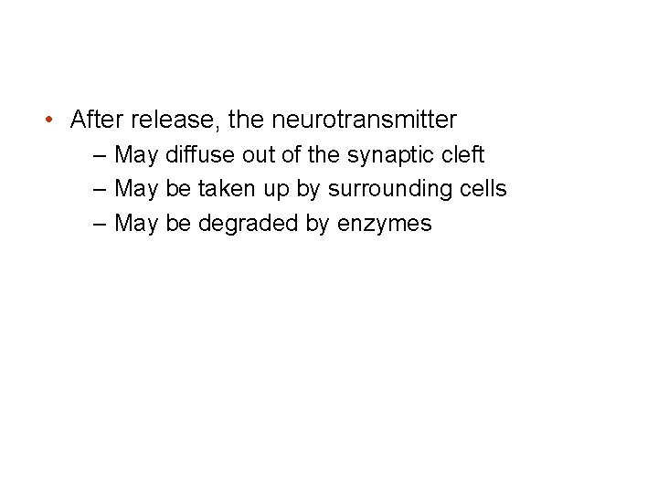  • After release, the neurotransmitter – May diffuse out of the synaptic cleft
