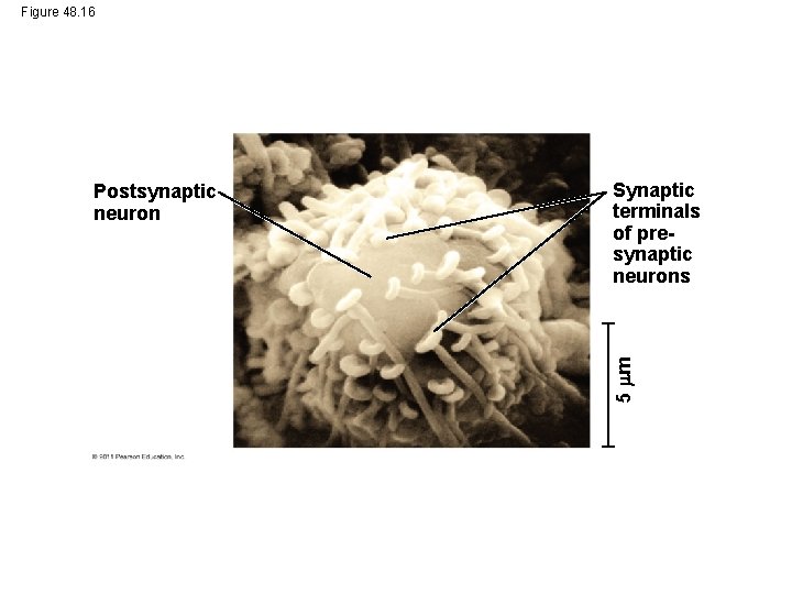 Figure 48. 16 Synaptic terminals of presynaptic neurons 5 m Postsynaptic neuron 