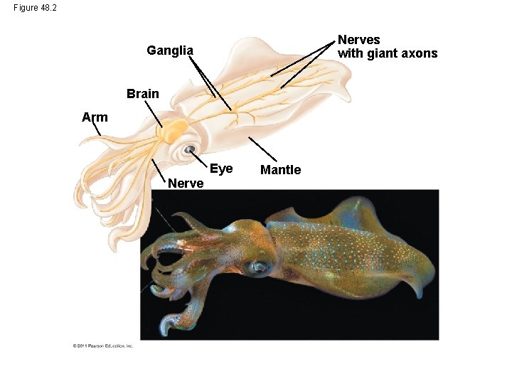 Figure 48. 2 Nerves with giant axons Ganglia Brain Arm Eye Nerve Mantle 