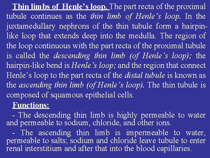 Thin limbs of Henle’s loop. The part recta of the proximal tubule continues as