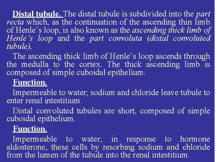 Distal tubule. The distal tubule is subdivided into the part recta which, as the