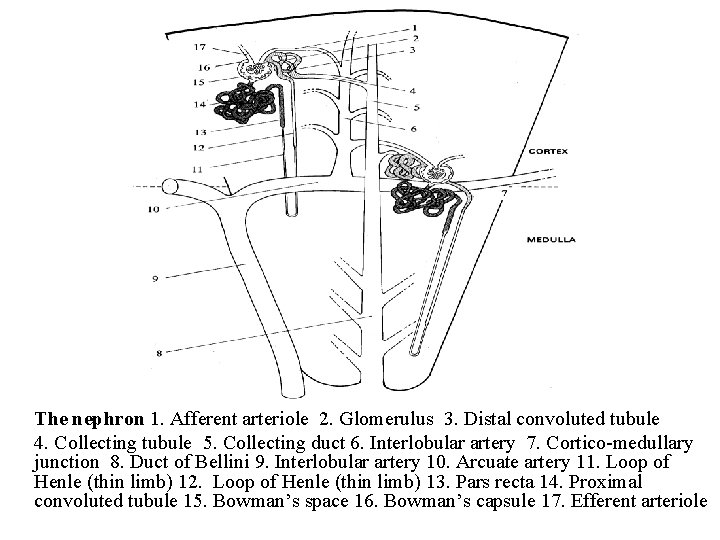 The nephron 1. Afferent arteriole 2. Glomerulus 3. Distal convoluted tubule 4. Collecting tubule