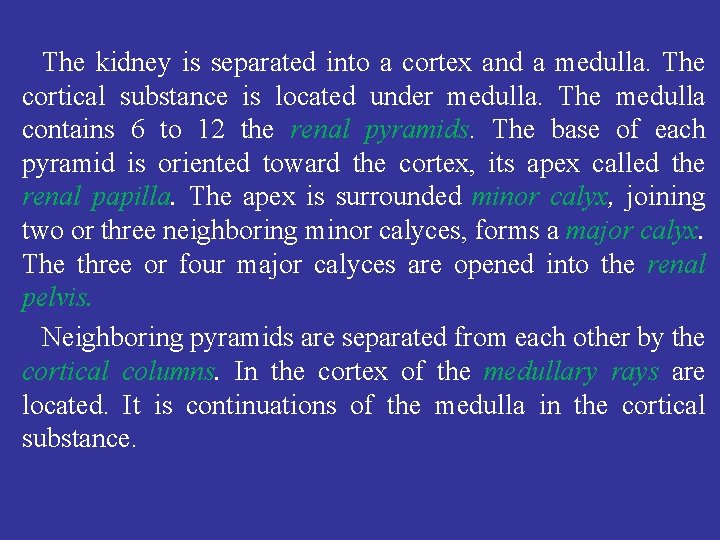 The kidney is separated into a cortex and a medulla. The cortical substance is