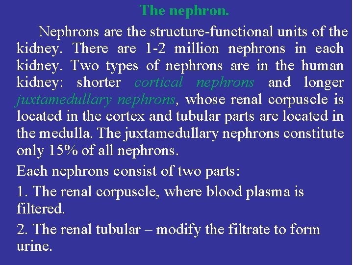 The nephron. Nephrons are the structure-functional units of the kidney. There are 1 -2