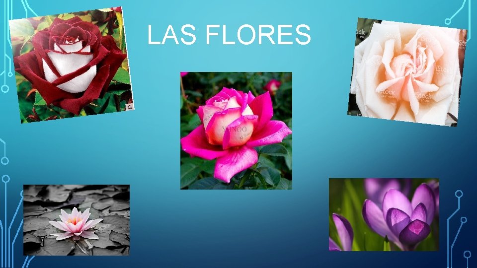 LAS FLORES 