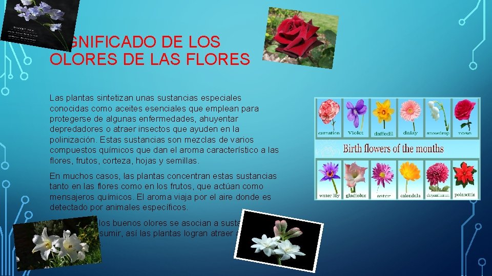 SIGNIFICADO DE LOS OLORES DE LAS FLORES Las plantas sintetizan unas sustancias especiales conocidas