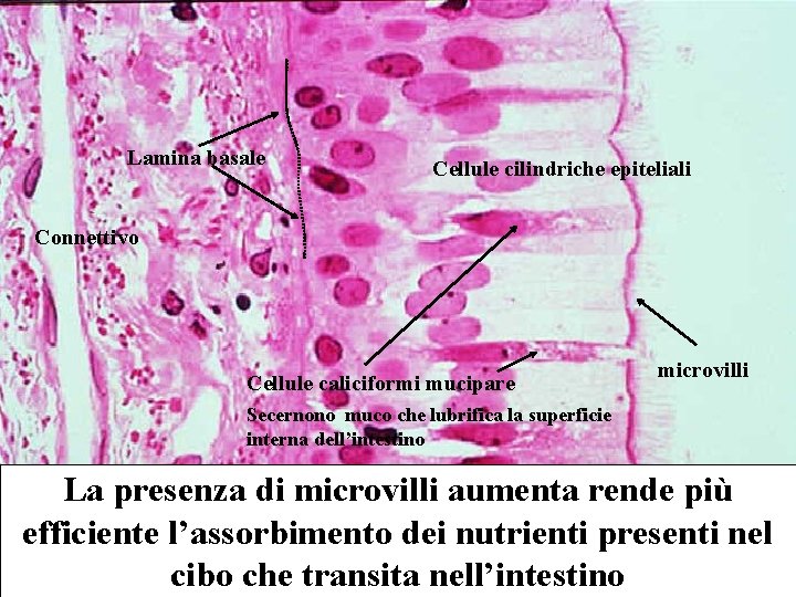 Lamina basale Cellule cilindriche epiteliali Connettivo Cellule caliciformi mucipare microvilli Secernono muco che lubrifica