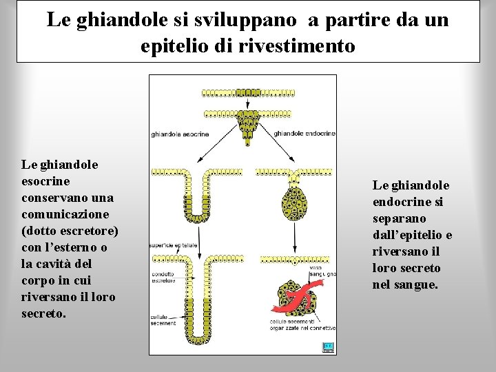 Le ghiandole si sviluppano a partire da un epitelio di rivestimento Le ghiandole esocrine