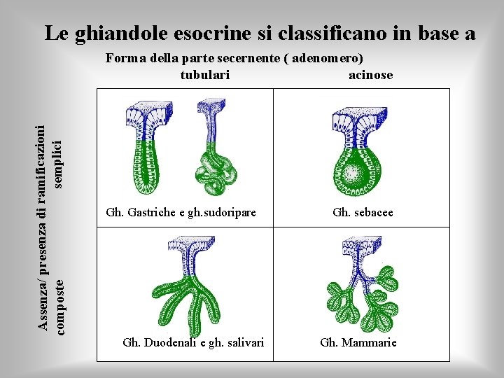 Le ghiandole esocrine si classificano in base a Assenza/ presenza di ramificazioni semplici composte