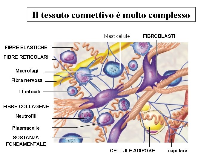 Il tessuto connettivo è molto complesso Mast-cellule FIBROBLASTI FIBRE ELASTICHE FIBRE RETICOLARI Macrofagi Fibra