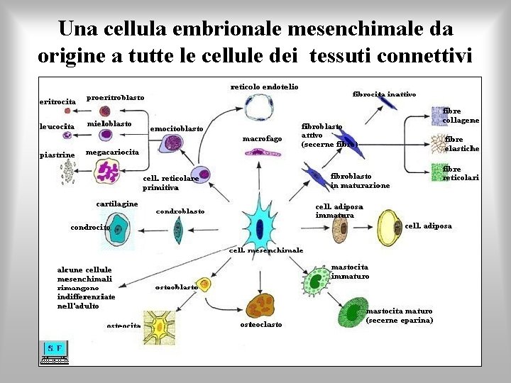 Una cellula embrionale mesenchimale da origine a tutte le cellule dei tessuti connettivi 