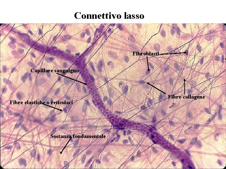 Connettivo lasso Fibroblasti Capillare sanguigno Fibre elastiche o reticolari Sostanza fondamentale Fibre collagene 