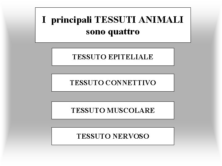 I principali TESSUTI ANIMALI sono quattro TESSUTO EPITELIALE TESSUTO CONNETTIVO TESSUTO MUSCOLARE TESSUTO NERVOSO