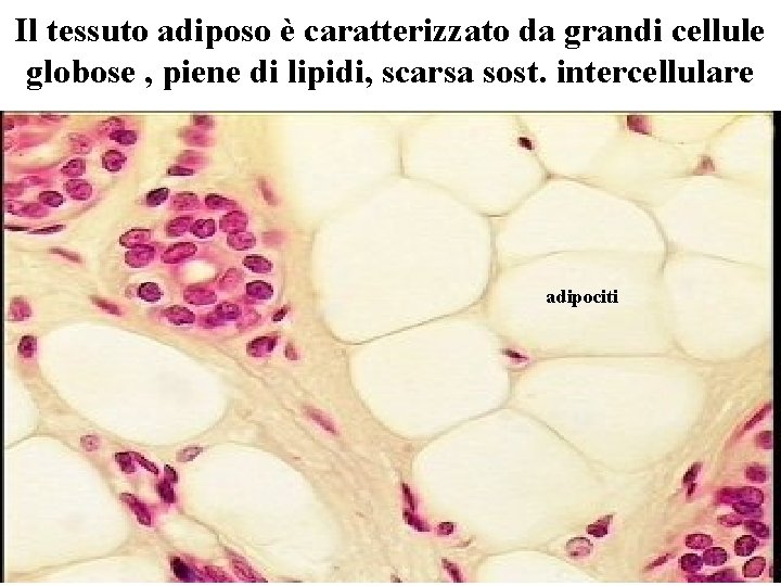 Il tessuto adiposo è caratterizzato da grandi cellule globose , piene di lipidi, scarsa