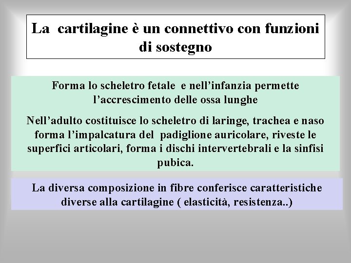 La cartilagine è un connettivo con funzioni di sostegno Forma lo scheletro fetale e
