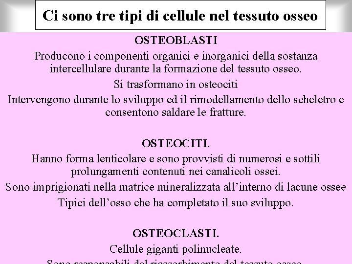 Ci sono tre tipi di cellule nel tessuto osseo OSTEOBLASTI Producono i componenti organici