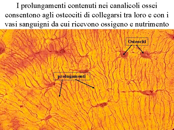 I prolungamenti contenuti nei canalicoli ossei consentono agli osteociti di collegarsi tra loro e