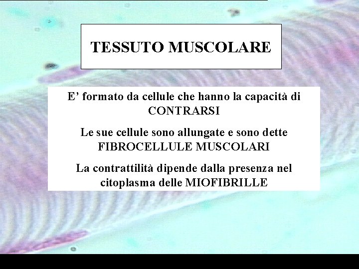 TESSUTO MUSCOLARE E’ formato da cellule che hanno la capacità di CONTRARSI Le sue