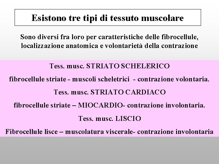 Esistono tre tipi di tessuto muscolare Sono diversi fra loro per caratteristiche delle fibrocellule,