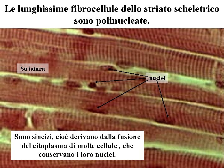 Le lunghissime fibrocellule dello striato scheletrico sono polinucleate. Striatura nuclei Sono sincizi, cioè derivano