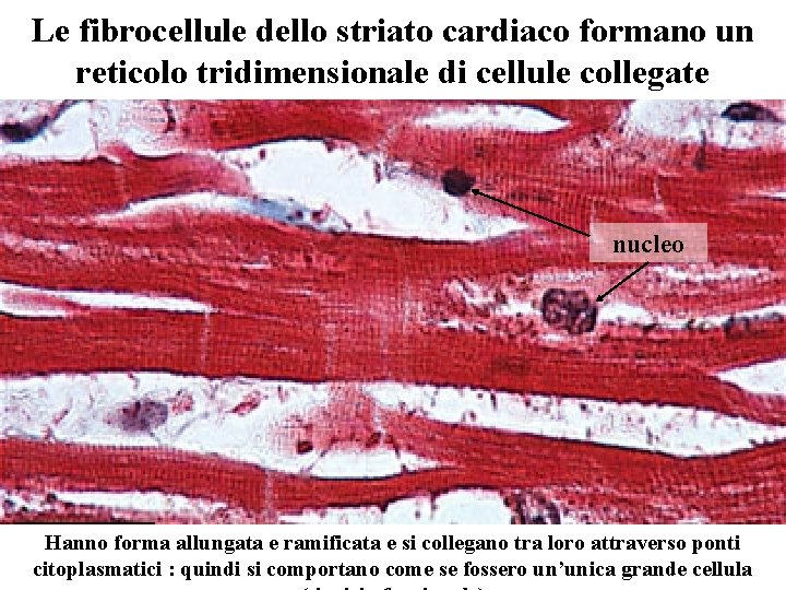 Le fibrocellule dello striato cardiaco formano un reticolo tridimensionale di cellule collegate nucleo Hanno