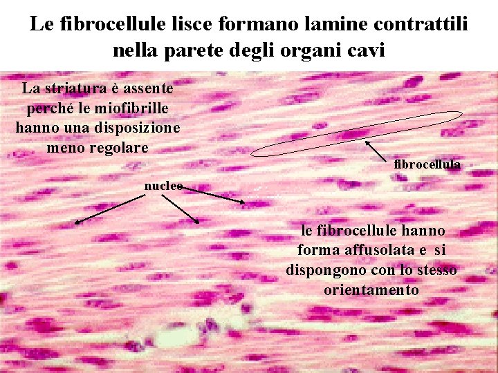 Le fibrocellule lisce formano lamine contrattili nella parete degli organi cavi La striatura è