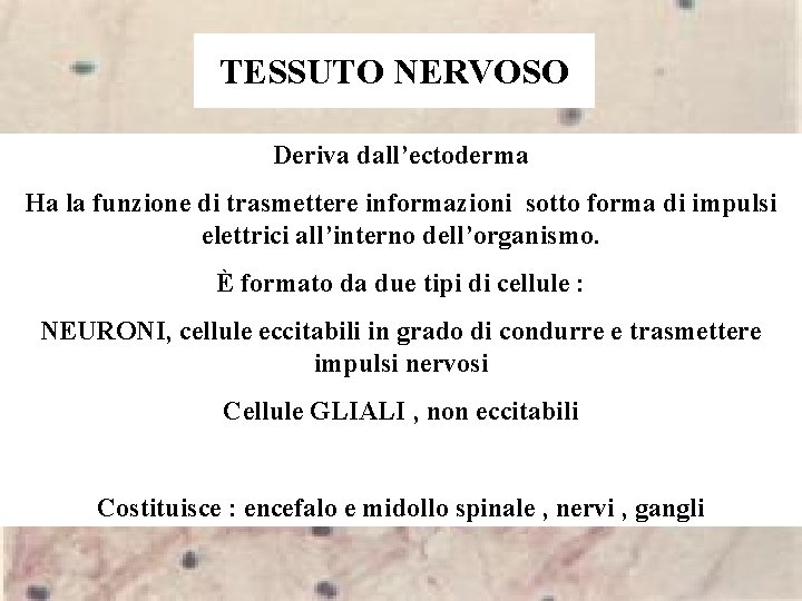 TESSUTO NERVOSO Deriva dall’ectoderma Ha la funzione di trasmettere informazioni sotto forma di impulsi