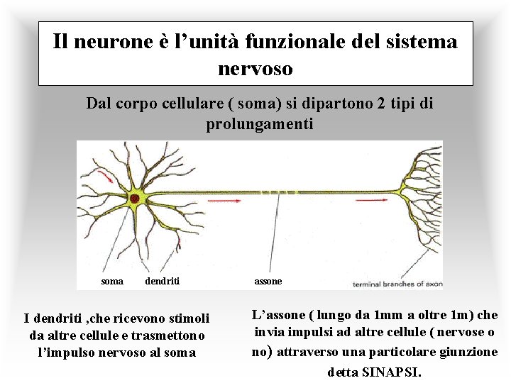 Il neurone è l’unità funzionale del sistema nervoso Dal corpo cellulare ( soma) si