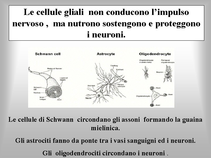 Le cellule gliali non conducono l’impulso nervoso , ma nutrono sostengono e proteggono i