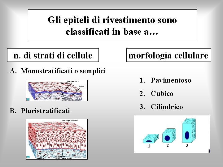 Gli epiteli di rivestimento sono classificati in base a… n. di strati di cellule
