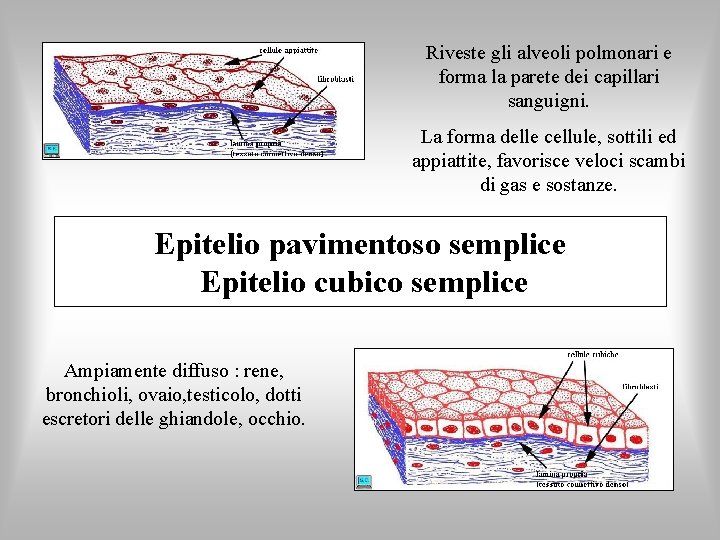 Riveste gli alveoli polmonari e forma la parete dei capillari sanguigni. La forma delle