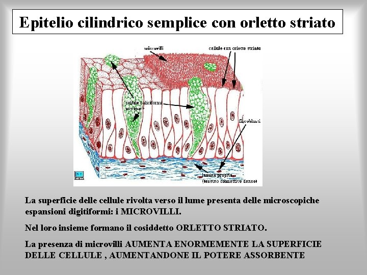 Epitelio cilindrico semplice con orletto striato La superficie delle cellule rivolta verso il lume