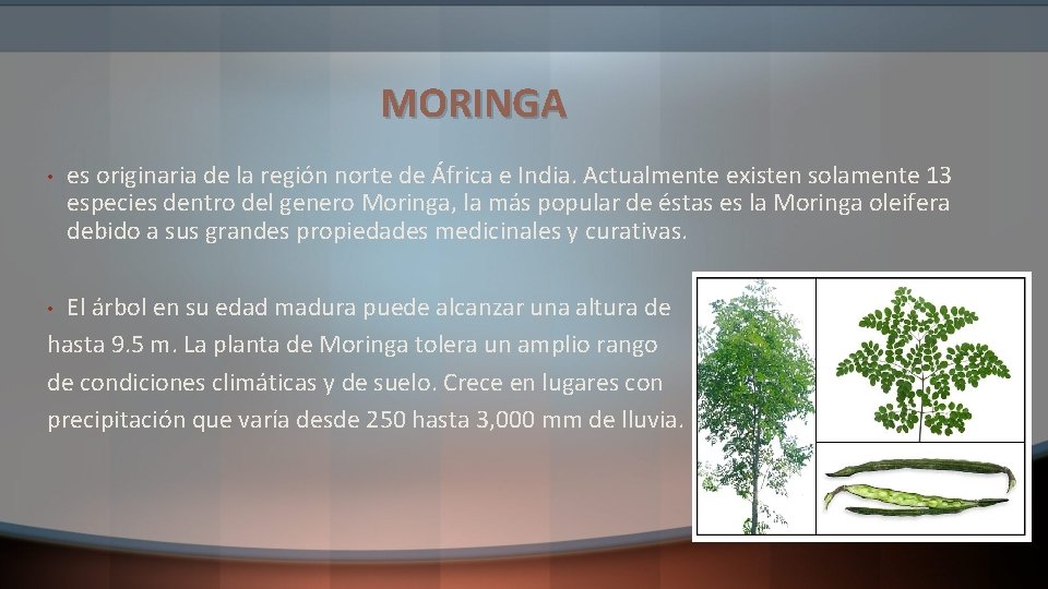 MORINGA • es originaria de la región norte de África e India. Actualmente existen