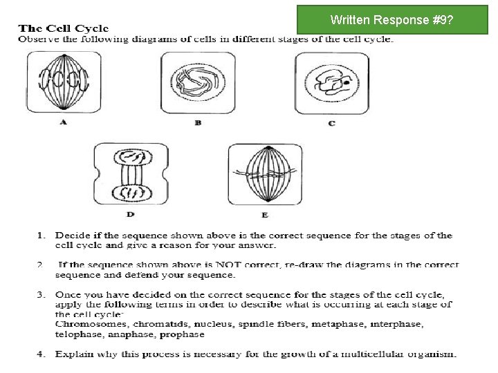 Written Response #9? Cell Cycle - Handout 