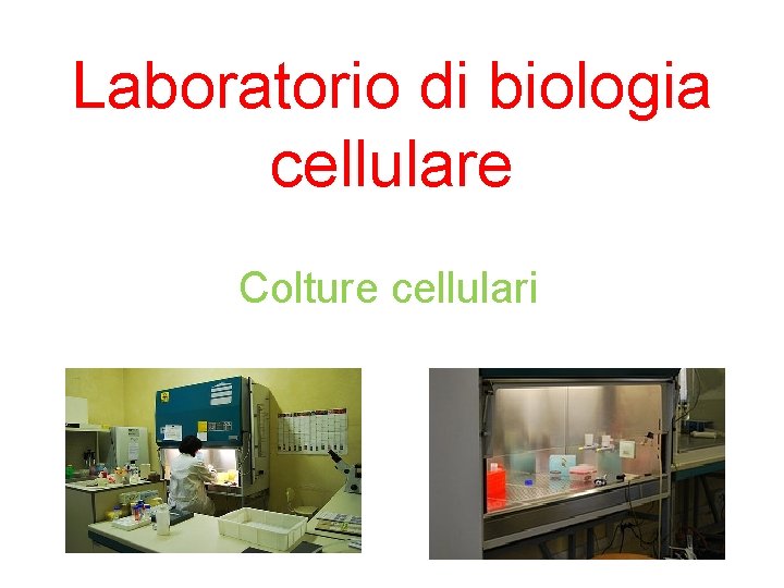 Laboratorio di biologia cellulare Colture cellulari 