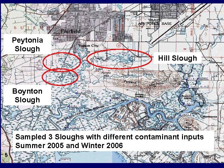 Peytonia Slough Hill Slough Boynton Slough Sampled 3 Sloughs with different contaminant inputs Summer