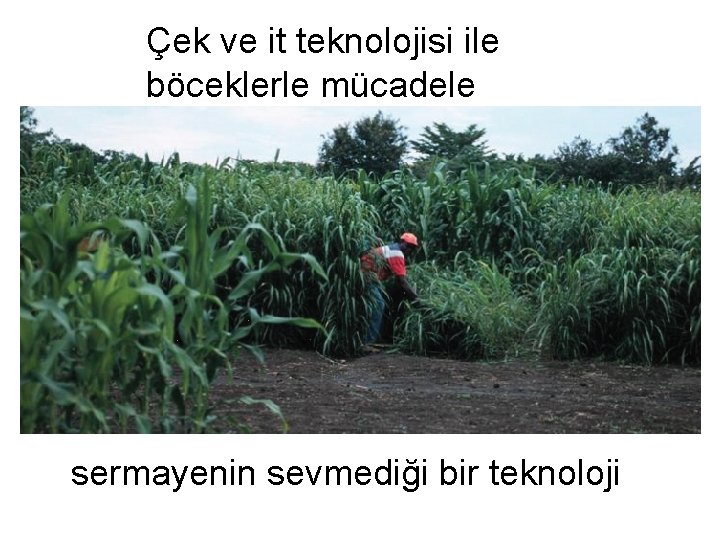 Çek ve it teknolojisi ile böceklerle mücadele sermayenin sevmediği bir teknoloji 