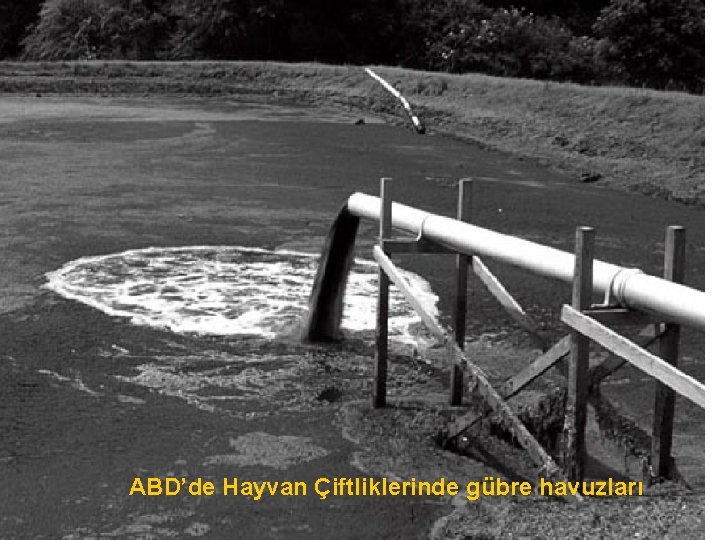 ABD’de Hayvan Çiftliklerinde gübre havuzları 