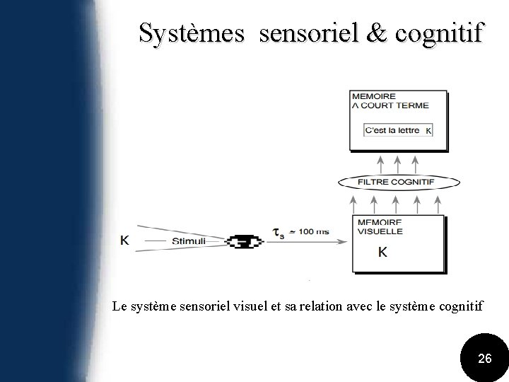 Systèmes sensoriel & cognitif Le système sensoriel visuel et sa relation avec le système