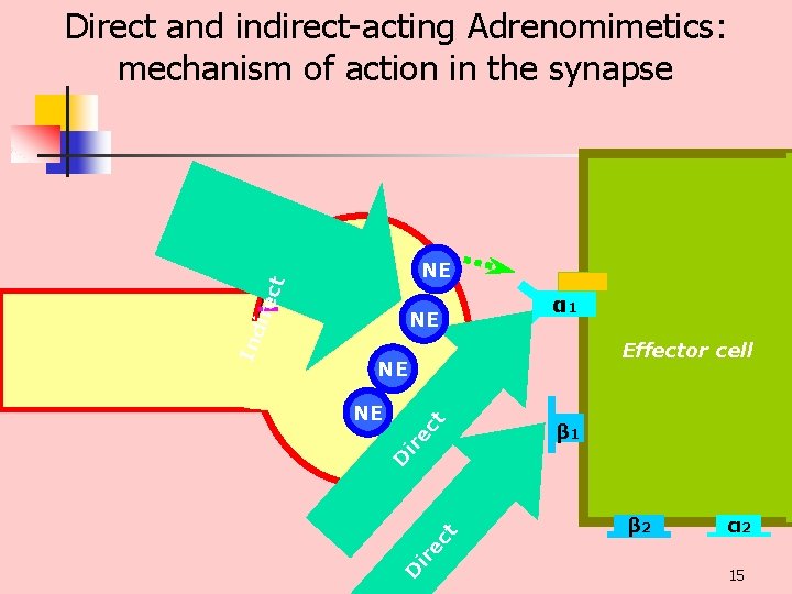 Direct and indirect acting Adrenomimetics: mechanism of action in the synapse NE α 1