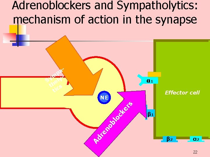 Adrenoblockers and Sympatholytics: mechanism of action in the synapse pa m Sy oly th