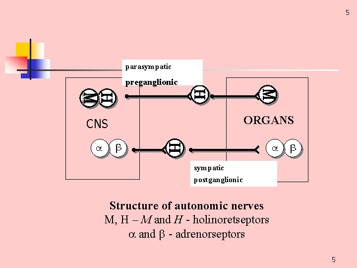 5 parasympatic preganglionic ORGANS CNS sympatic postganglionic Structure of autonomic nerves М, Н –