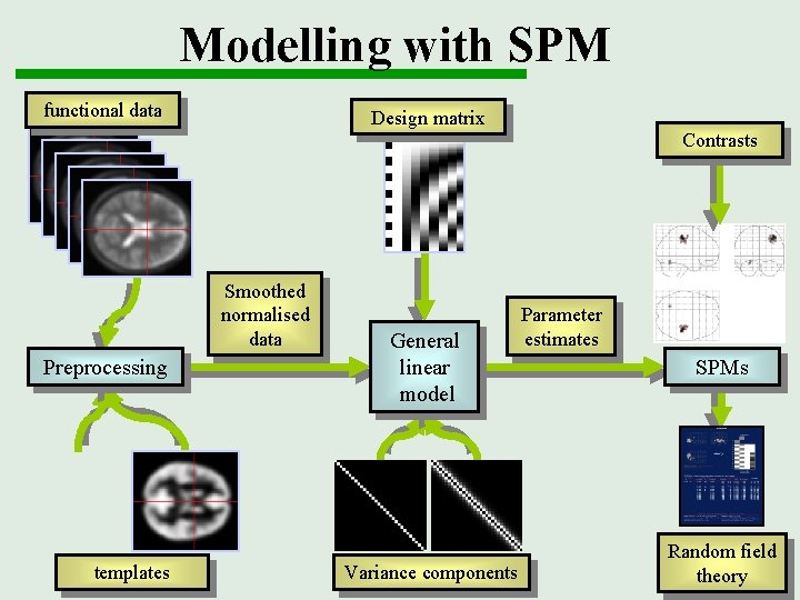 The general linear model and Statistical Parametric Mapping