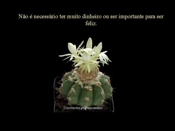 Não é necessário ter muito dinheiro ou ser importante para ser feliz. Discocactus pugionacanthus