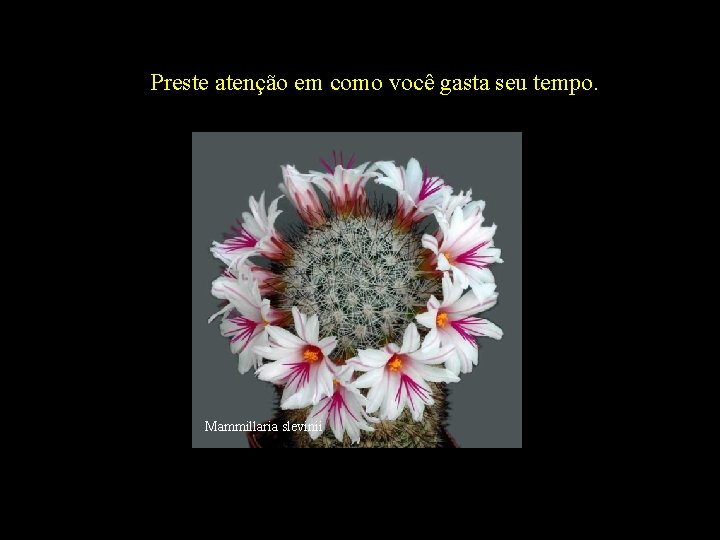 Preste atenção em como você gasta seu tempo. Mammillaria slevinii 