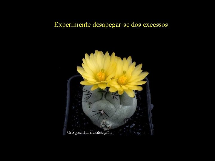 Experimente desapegar-se dos excessos. Ortegocactus macdougallii 