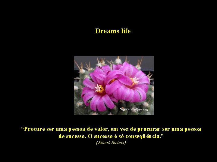 Dreams life Parodia spaniosa “Procure ser uma pessoa de valor, em vez de procurar